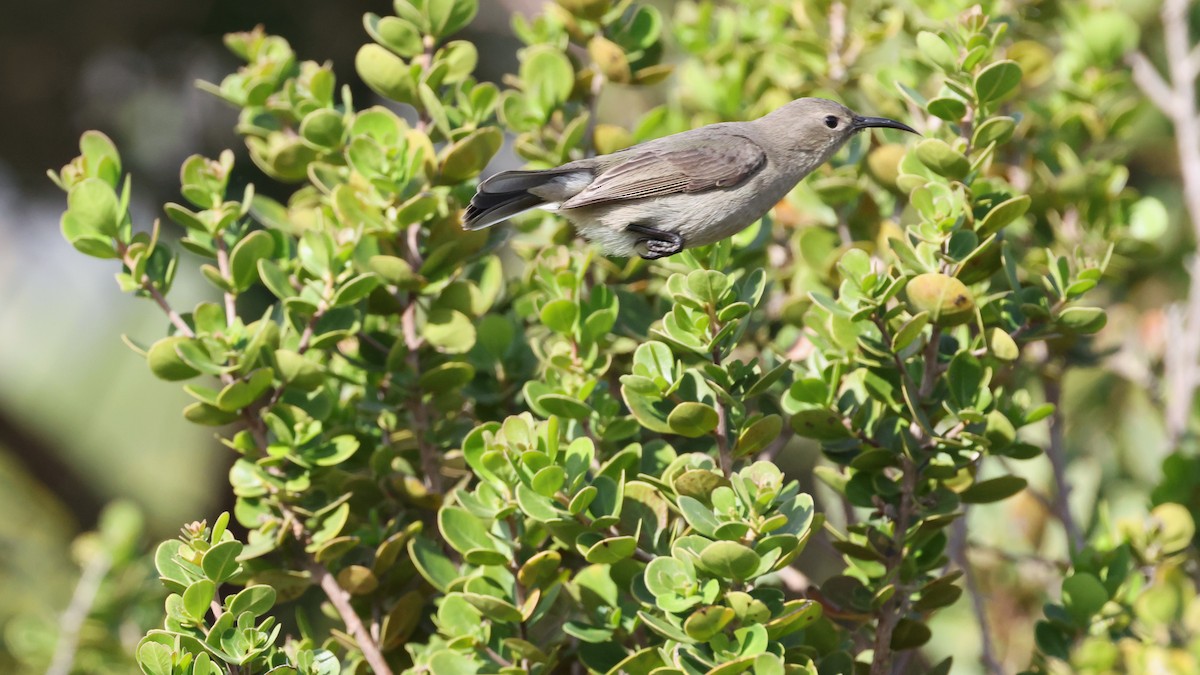 Southern Double-collared Sunbird - ML647747471