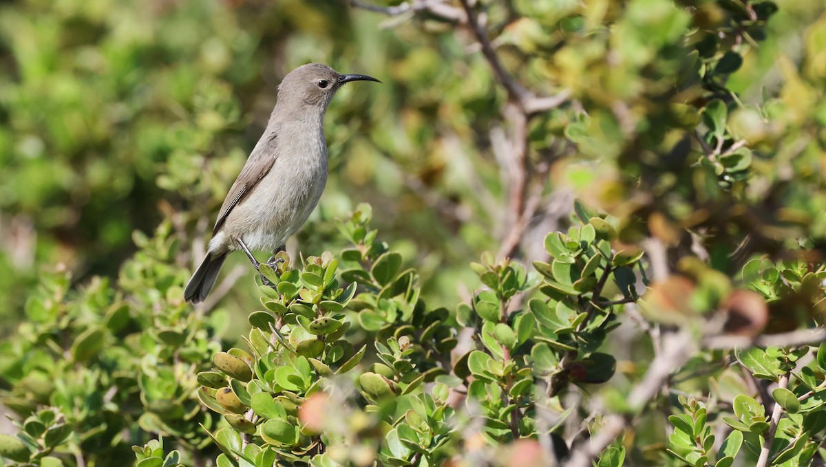Southern Double-collared Sunbird - ML647747472