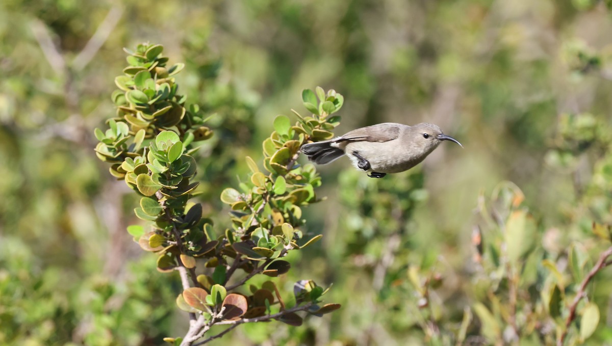 Southern Double-collared Sunbird - ML647747473