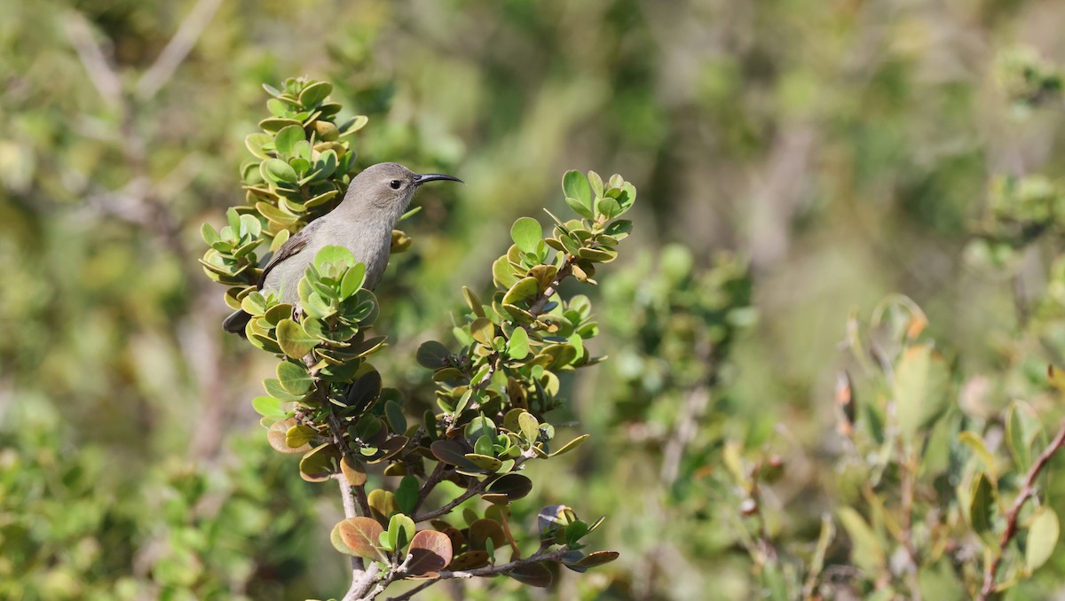 Southern Double-collared Sunbird - ML647747474