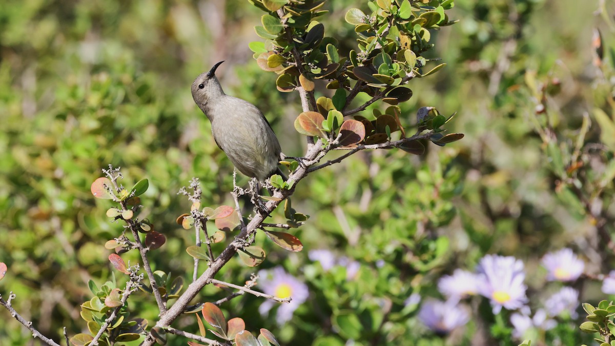 Southern Double-collared Sunbird - ML647747475