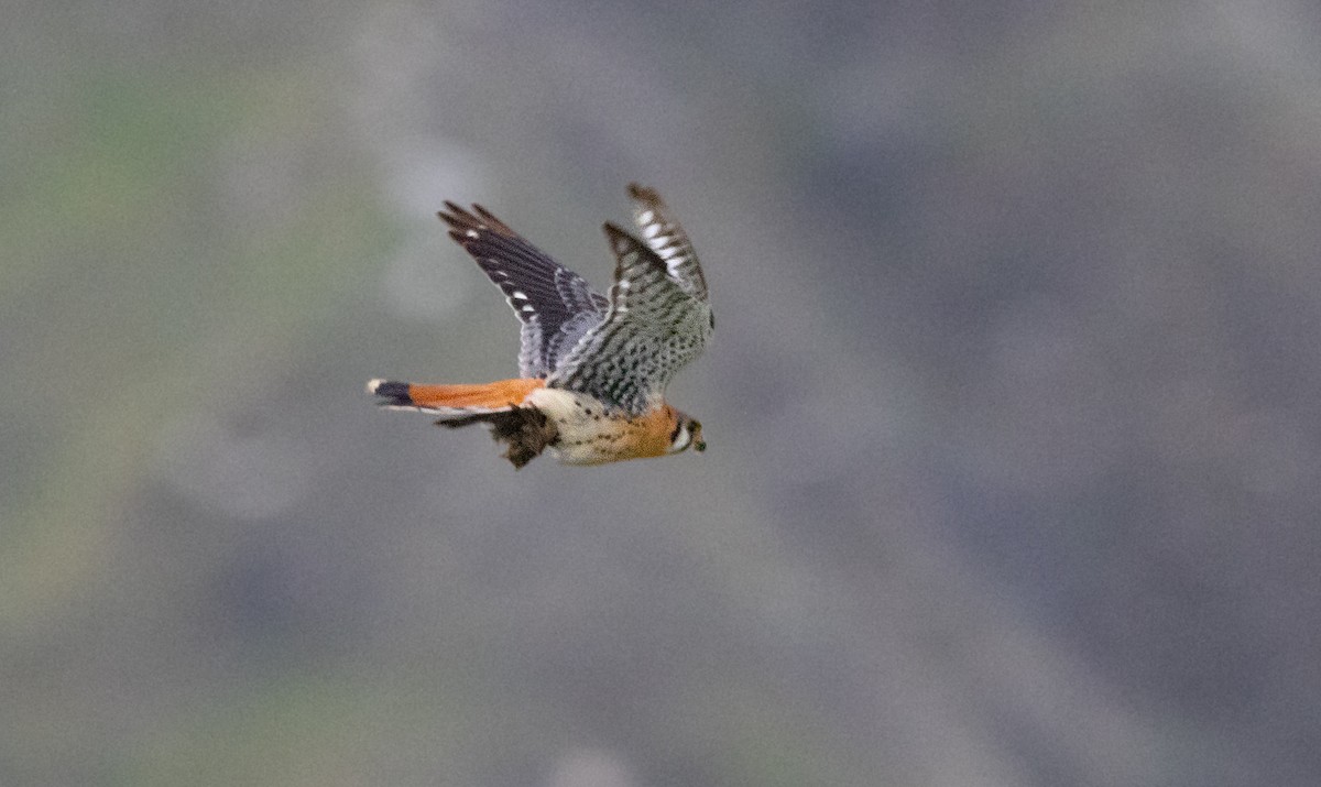 American Kestrel - ML647747476