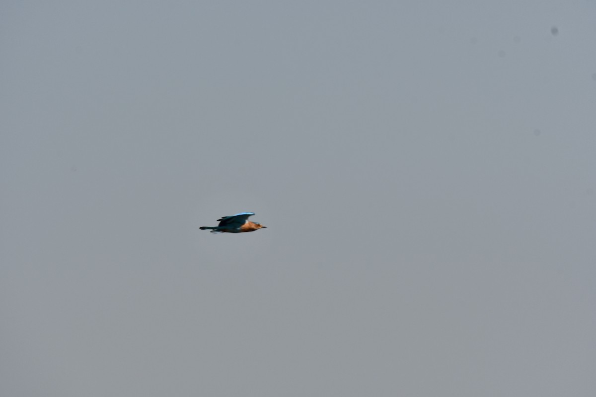 Indian Roller - ML647747479