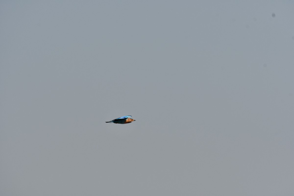 Indian Roller - ML647747481