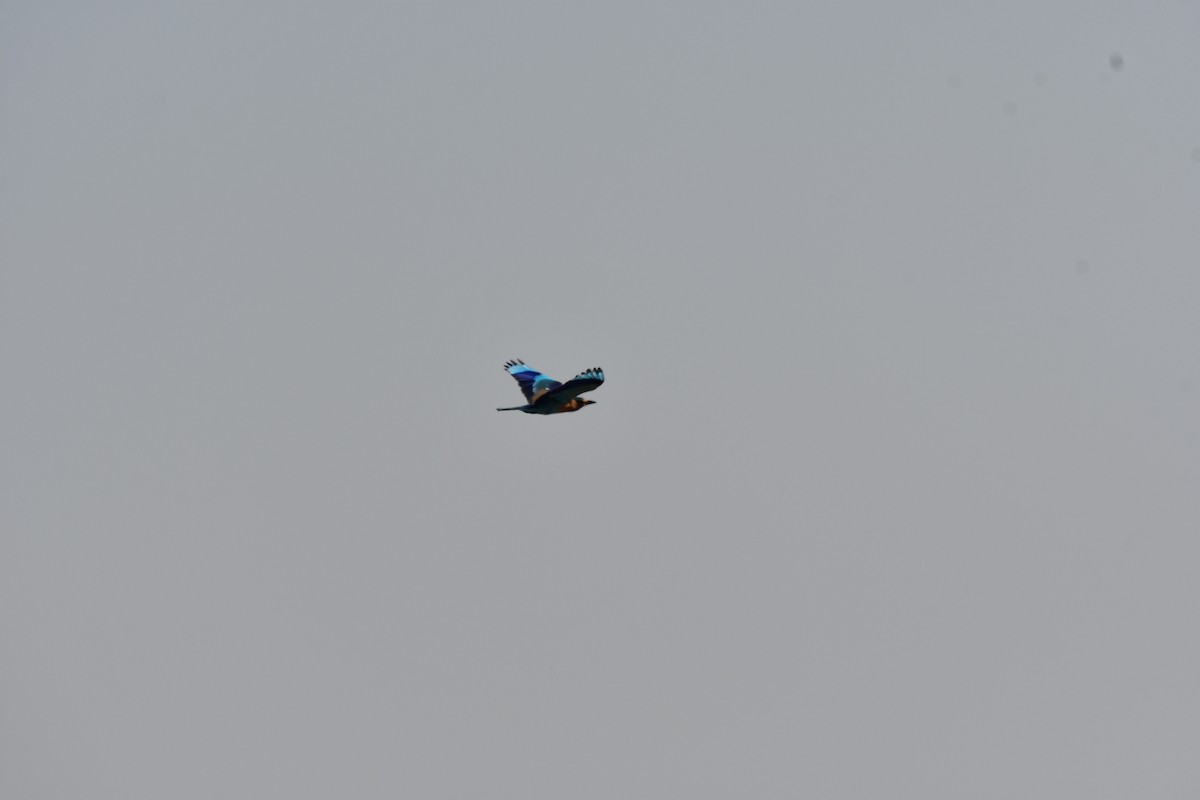 Indian Roller - ML647747482