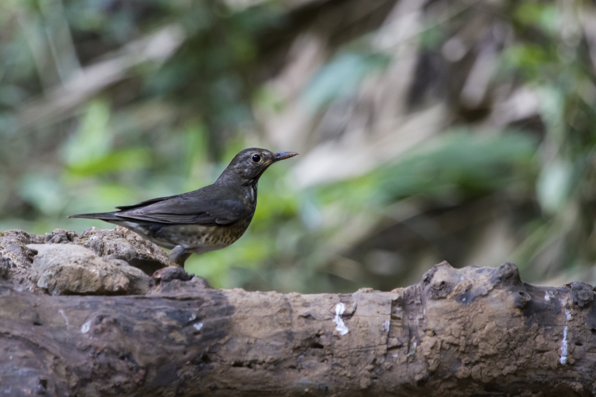 Japanese Thrush - ML647747488