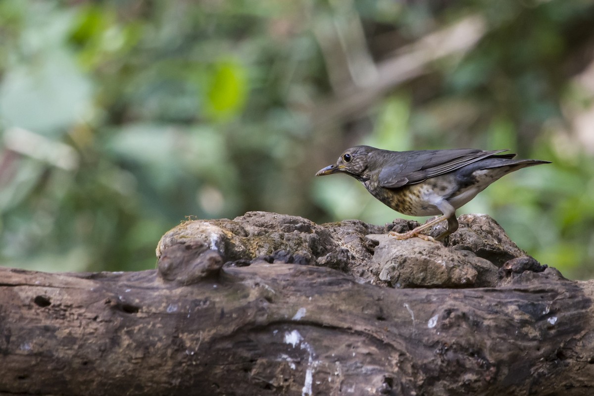 Japanese Thrush - ML647747489