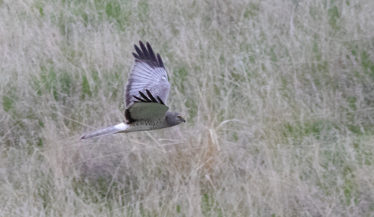 Northern Harrier - ML647747490