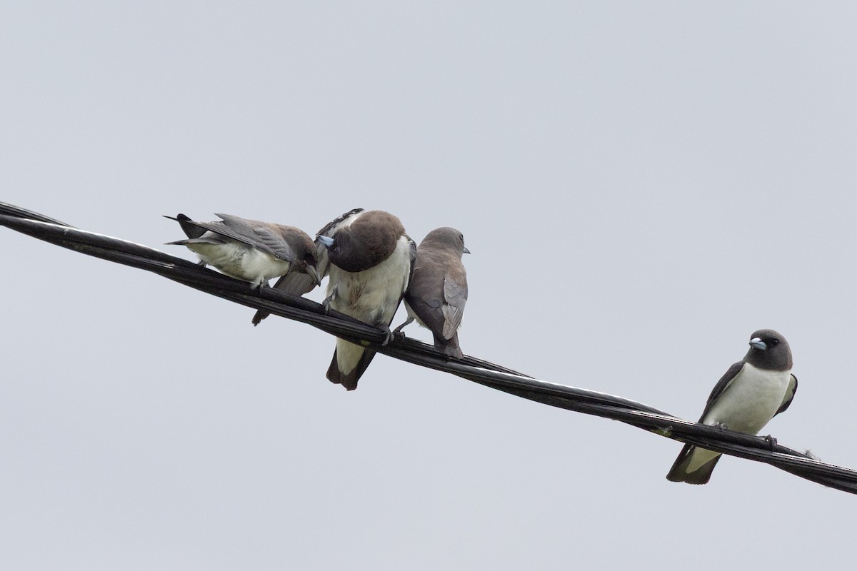 White-breasted Woodswallow - ML647747491