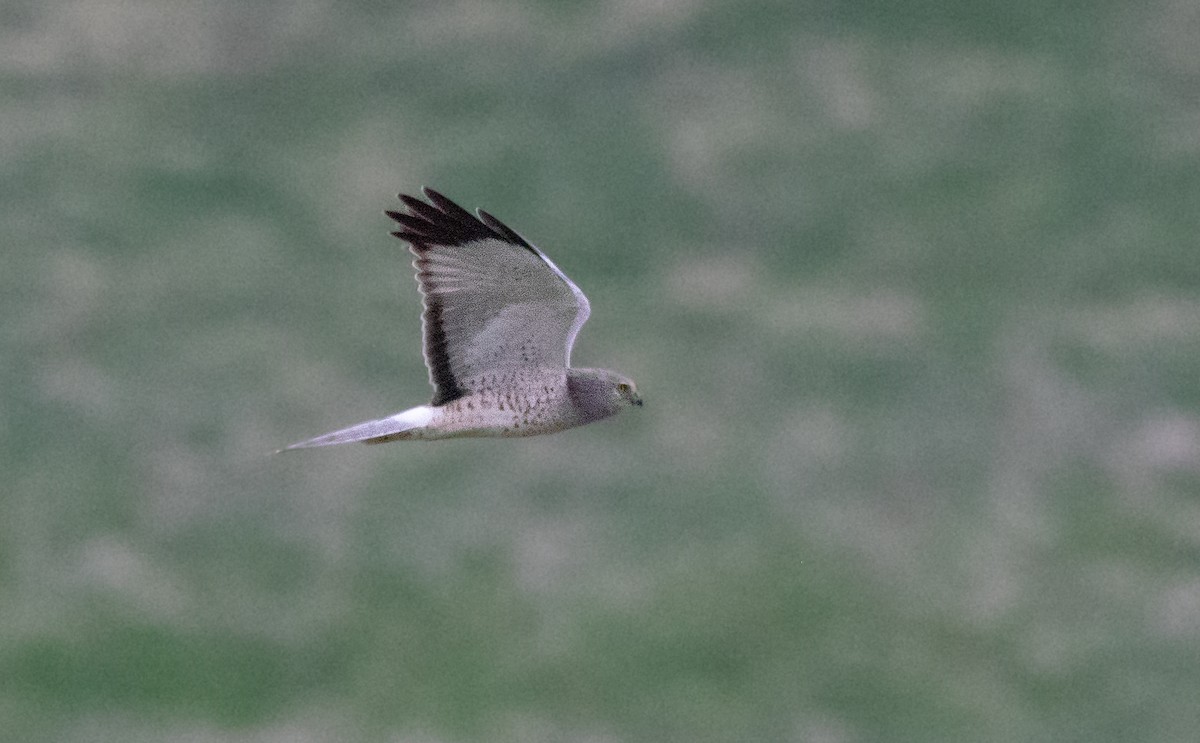 アメリカハイイロチュウヒ - ML647747496