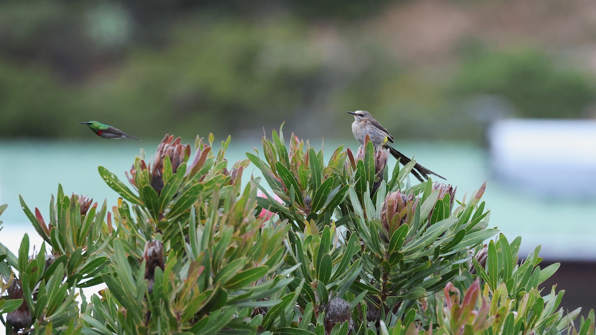 Güneyli Çift Kuşaklı Nektarkuşu - ML647747498