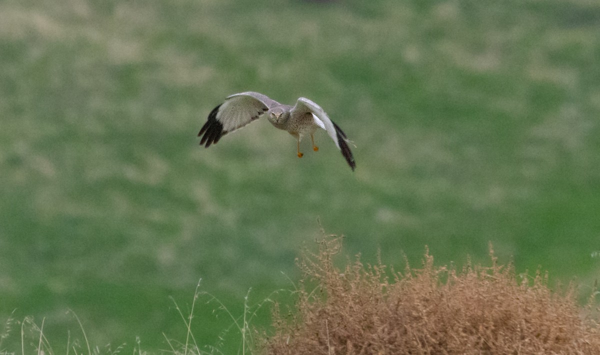 アメリカハイイロチュウヒ - ML647747499