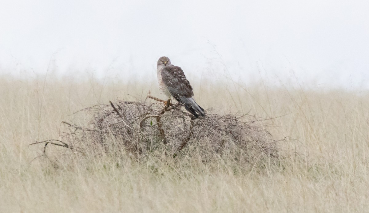 アメリカハイイロチュウヒ - ML647747503