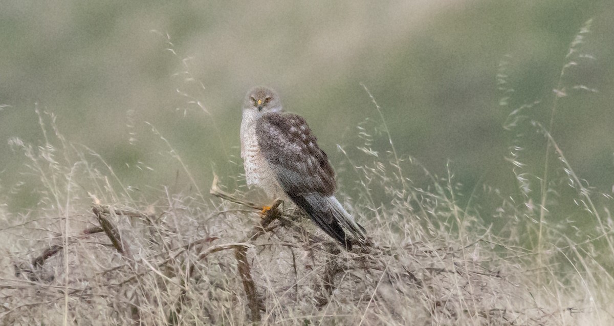 アメリカハイイロチュウヒ - ML647747522