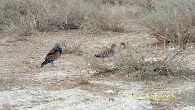 Tórtola Europea - ML647747542