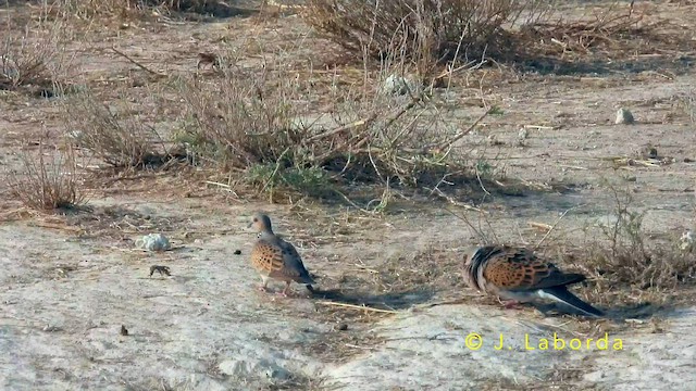 Tórtola Europea - ML647747543