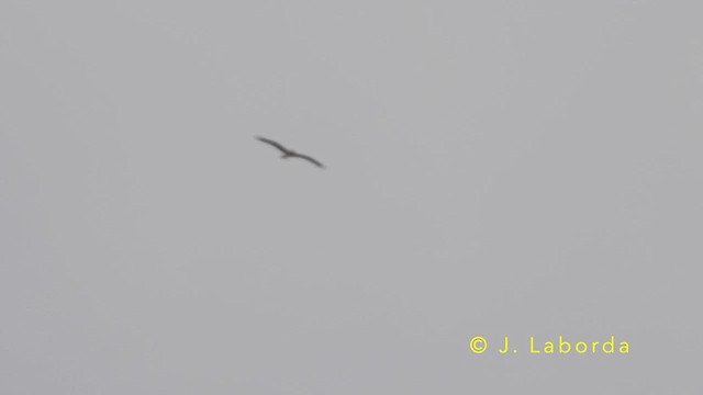 Águila Calzada - ML647747548