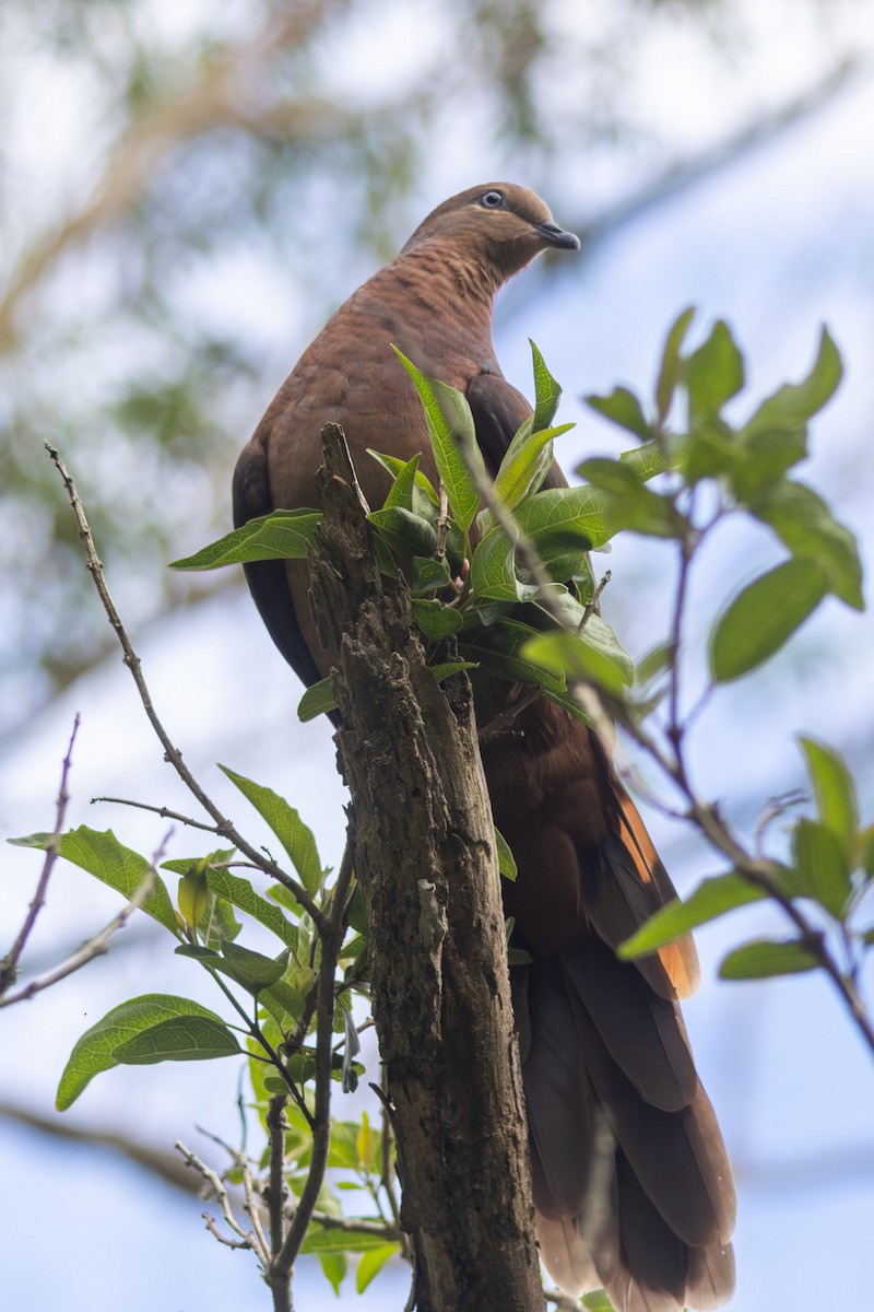 Maronentaube - ML647747551