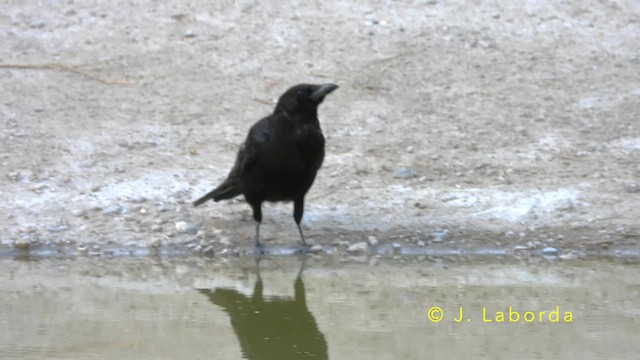 Corneja Negra - ML647747555