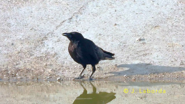 Corneja Negra - ML647747556