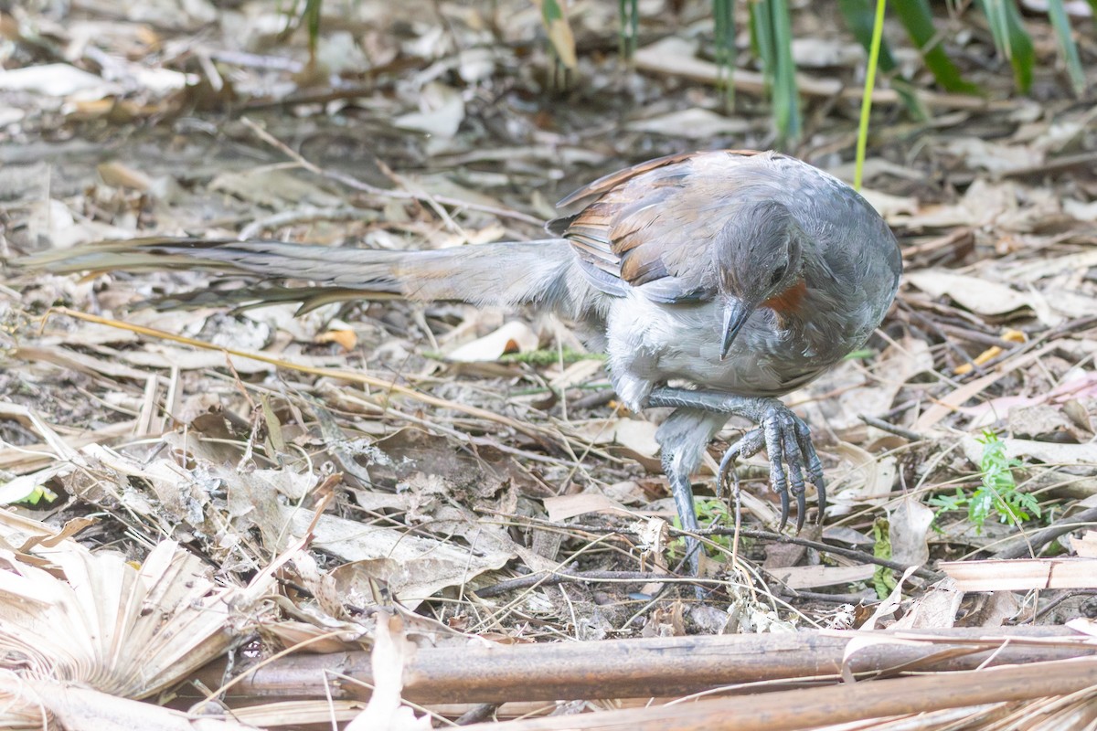 Superb Lyrebird - ML647747558
