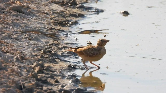 Cogujada Común - ML647747559