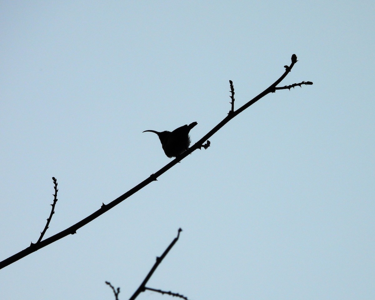 Loten's Sunbird - ML647747562