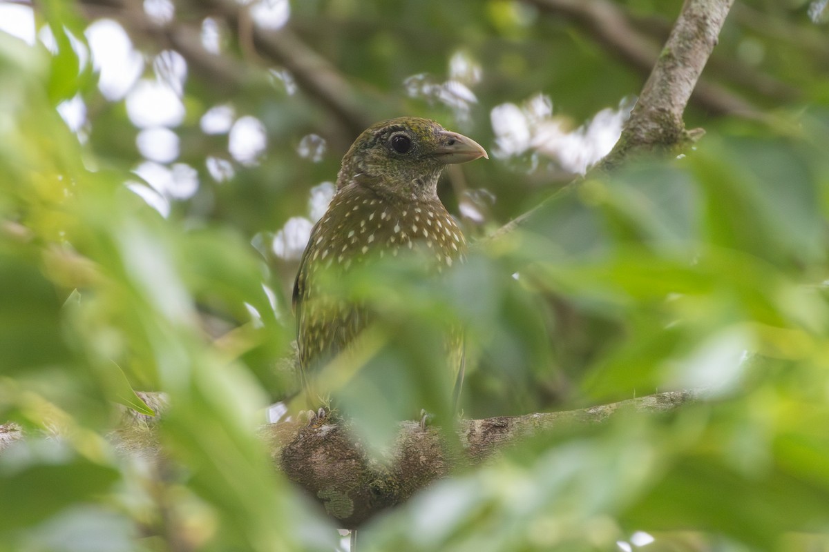 Green Catbird - ML647747563