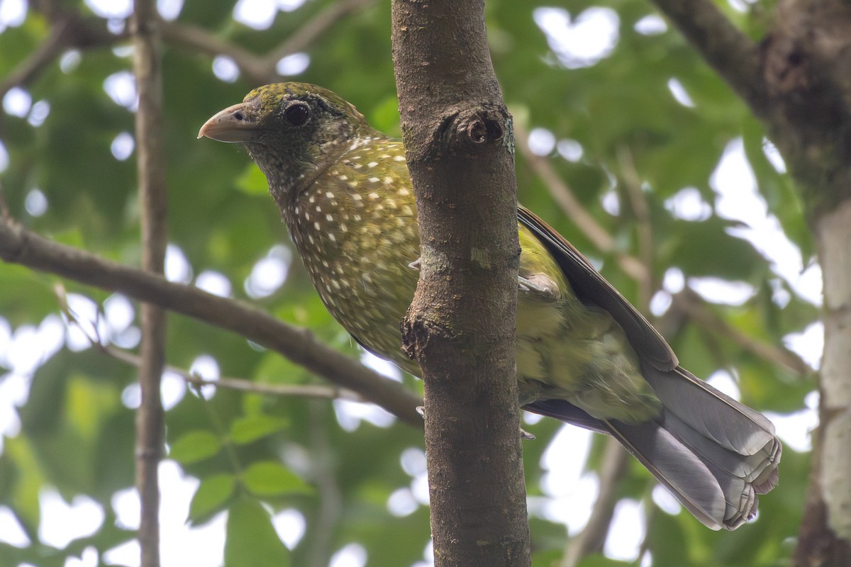 Green Catbird - ML647747564