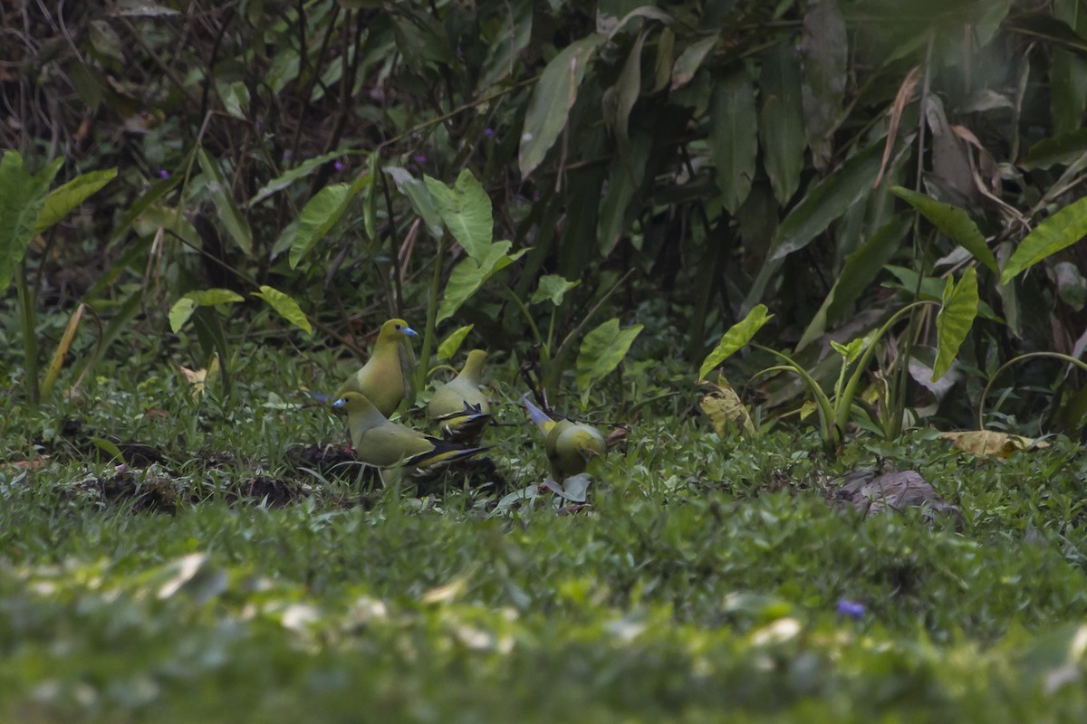 ハリオアオバト - ML647747565