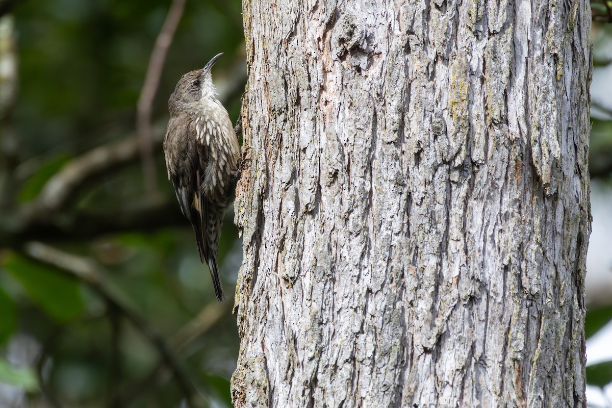 White-throated Treecreeper (White-throated) - ML647747566