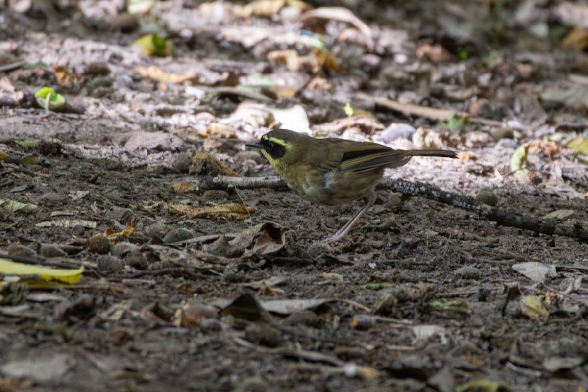 Yellow-throated Scrubwren - ML647747567