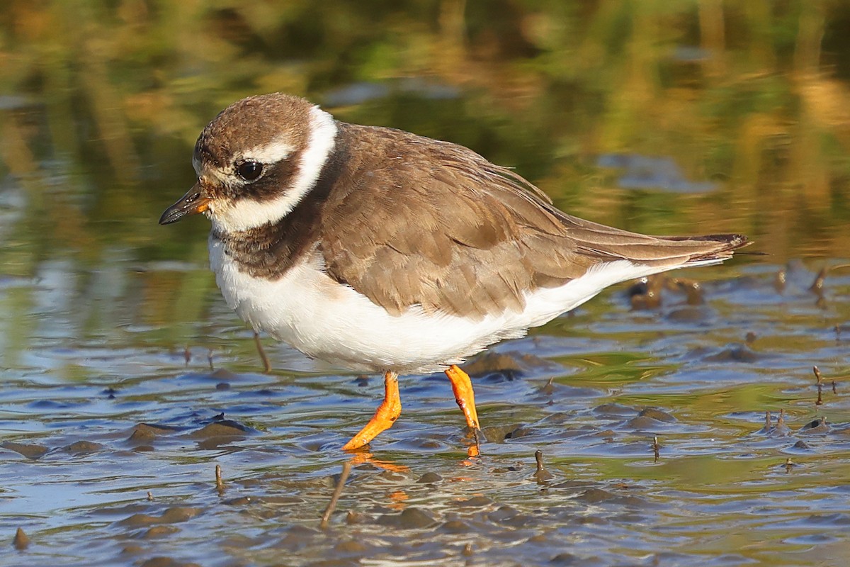 Common Ringed Plover - ML647747568