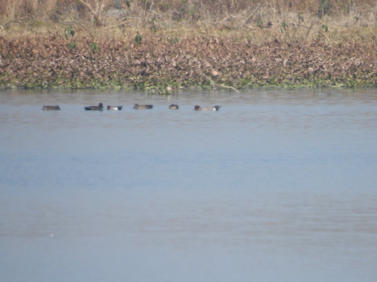 Eurasian Wigeon - ML647747569