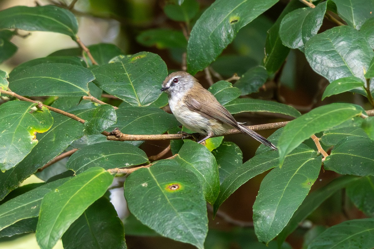 Brown Gerygone - ML647747570
