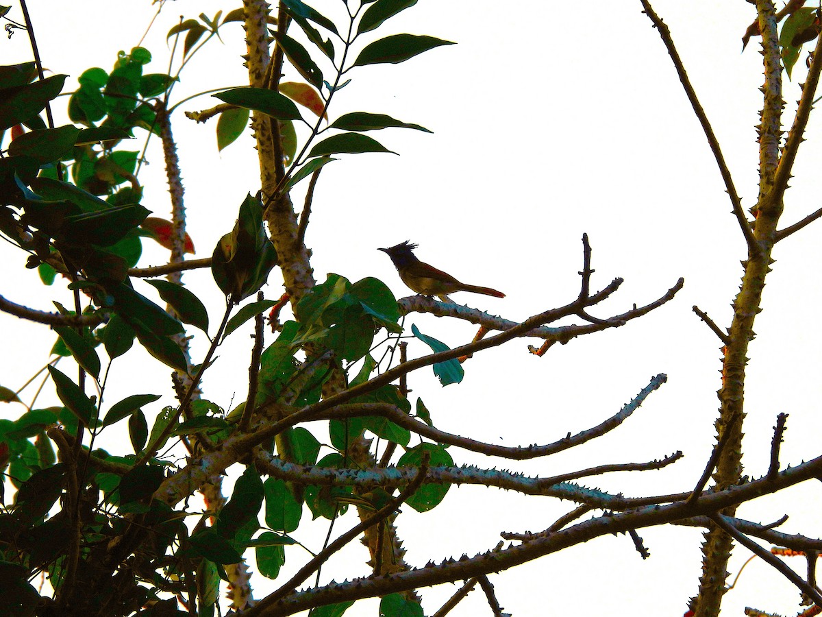 Indian Paradise-Flycatcher - ML647747571