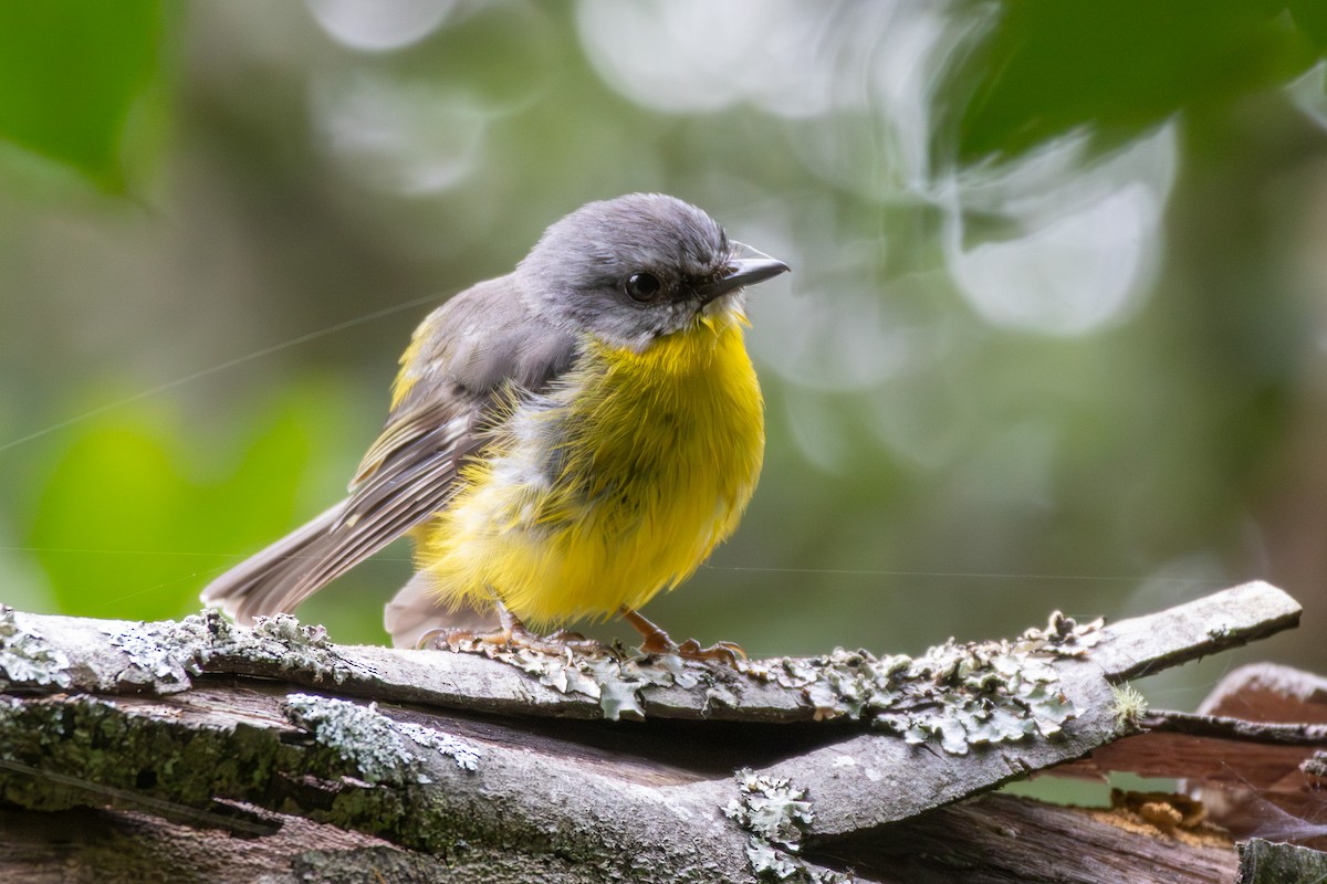 Eastern Yellow Robin - ML647747572
