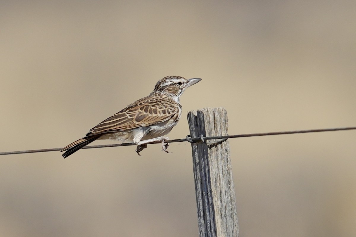 Sabota Lark - ML647747573