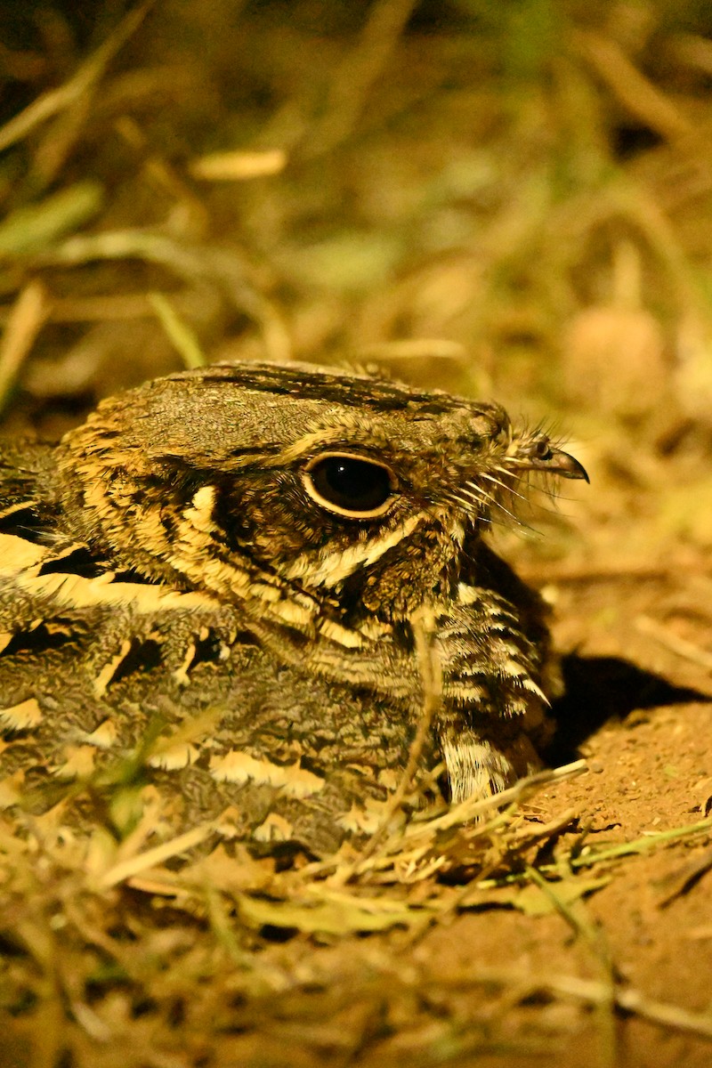 Indian Nightjar - ML647747576