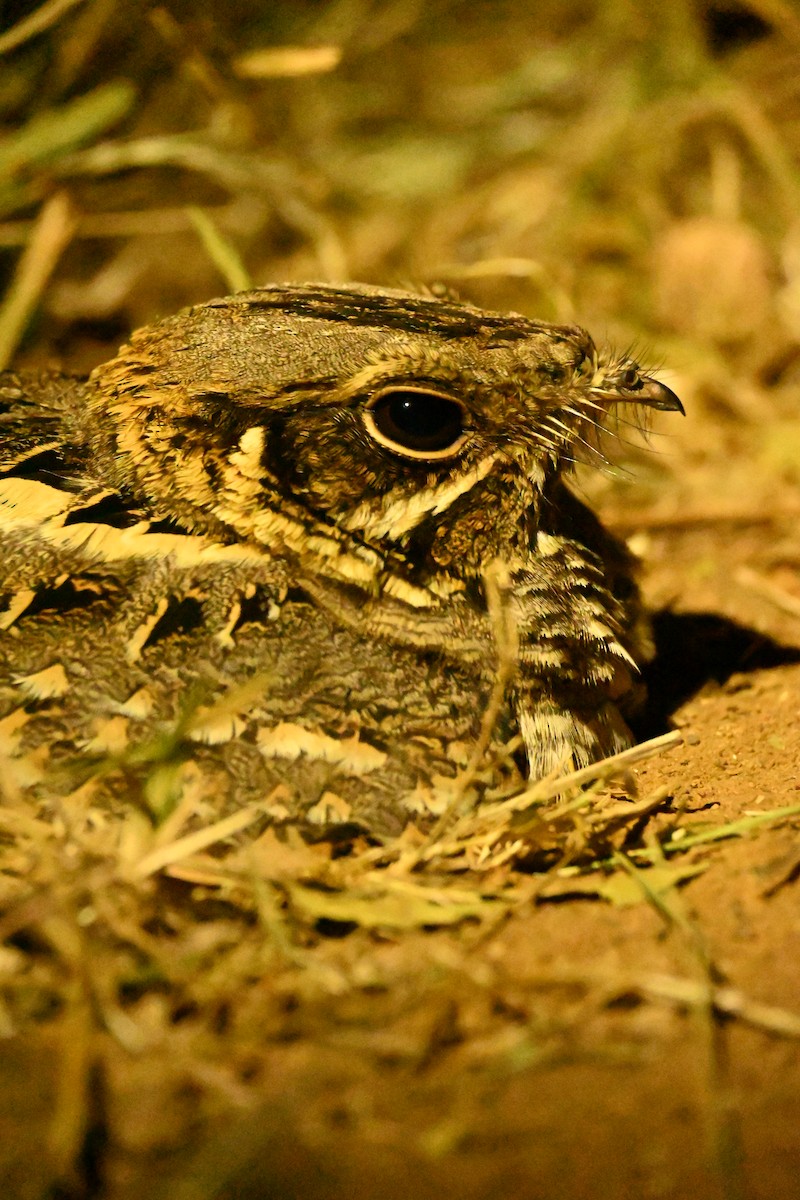 Indian Nightjar - ML647747578