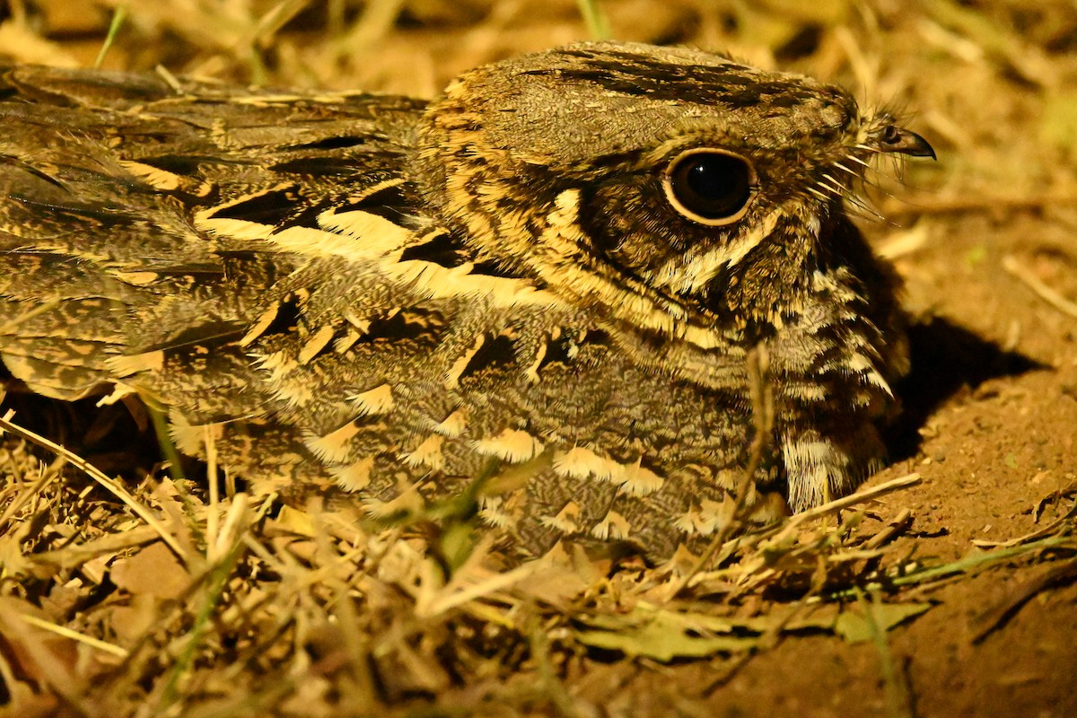 Indian Nightjar - ML647747579