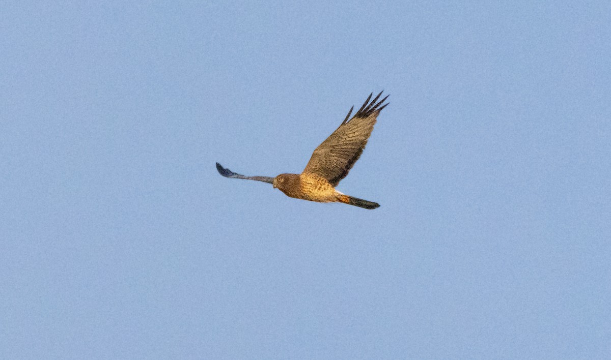 Northern Harrier - ML647747580