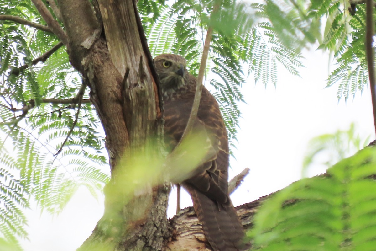 Brown Goshawk - ML647747581