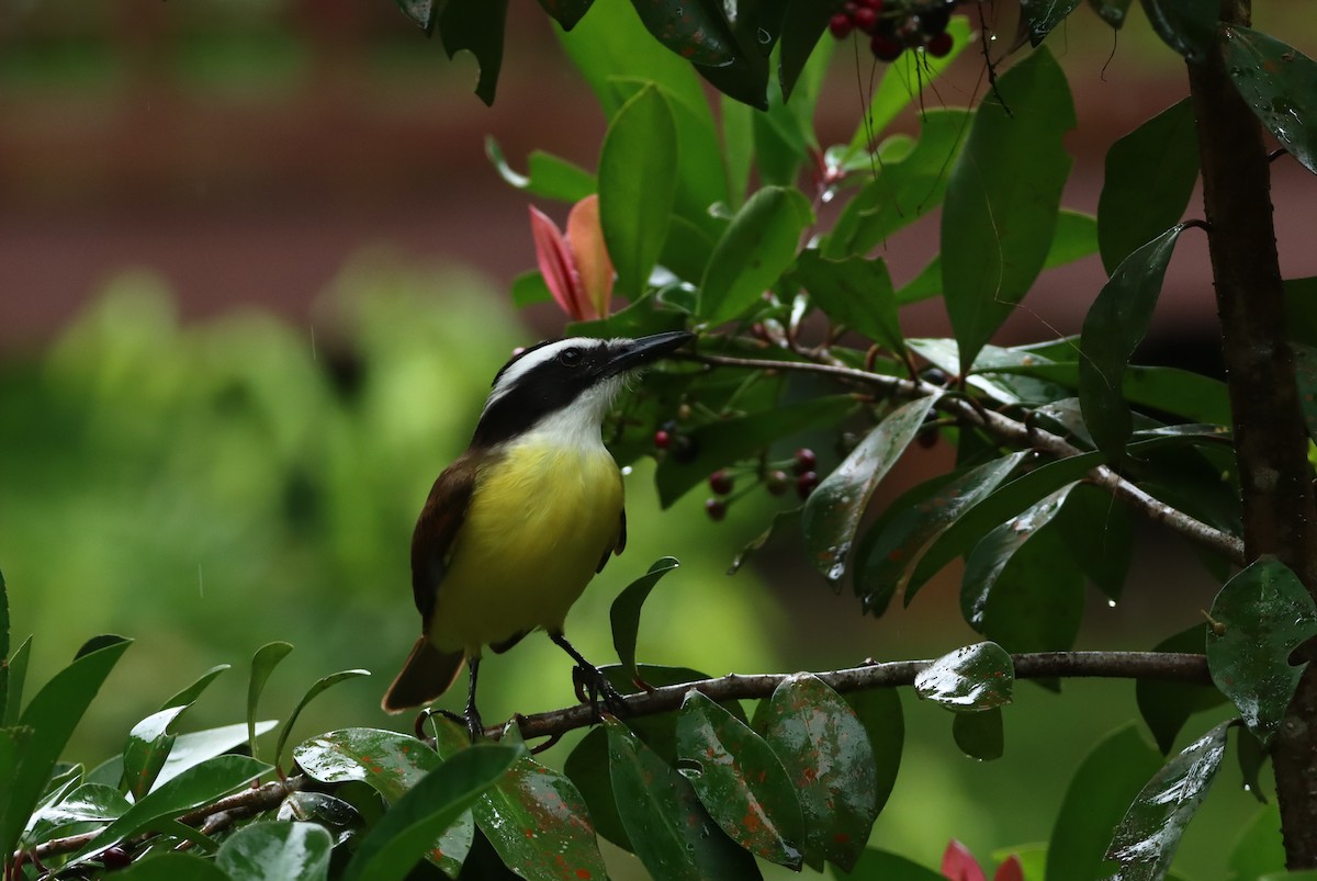 Great Kiskadee - ML647747582
