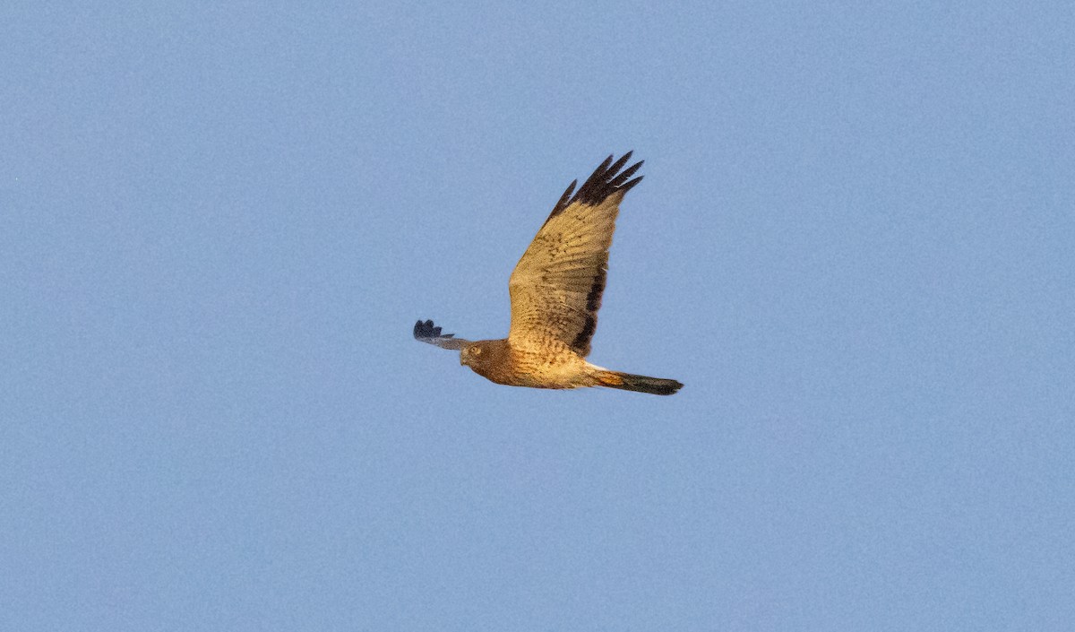 Northern Harrier - ML647747583