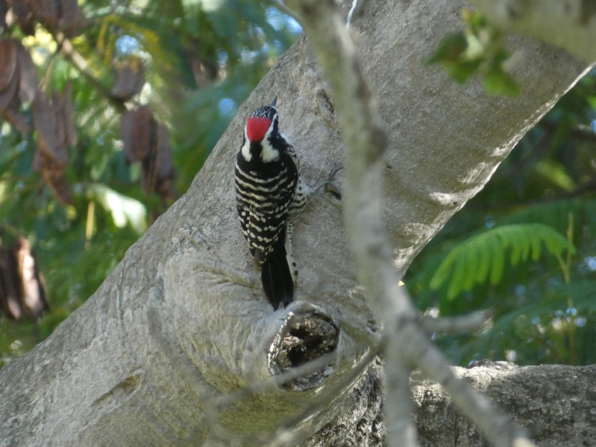 Nuttall's Woodpecker - ML647747584