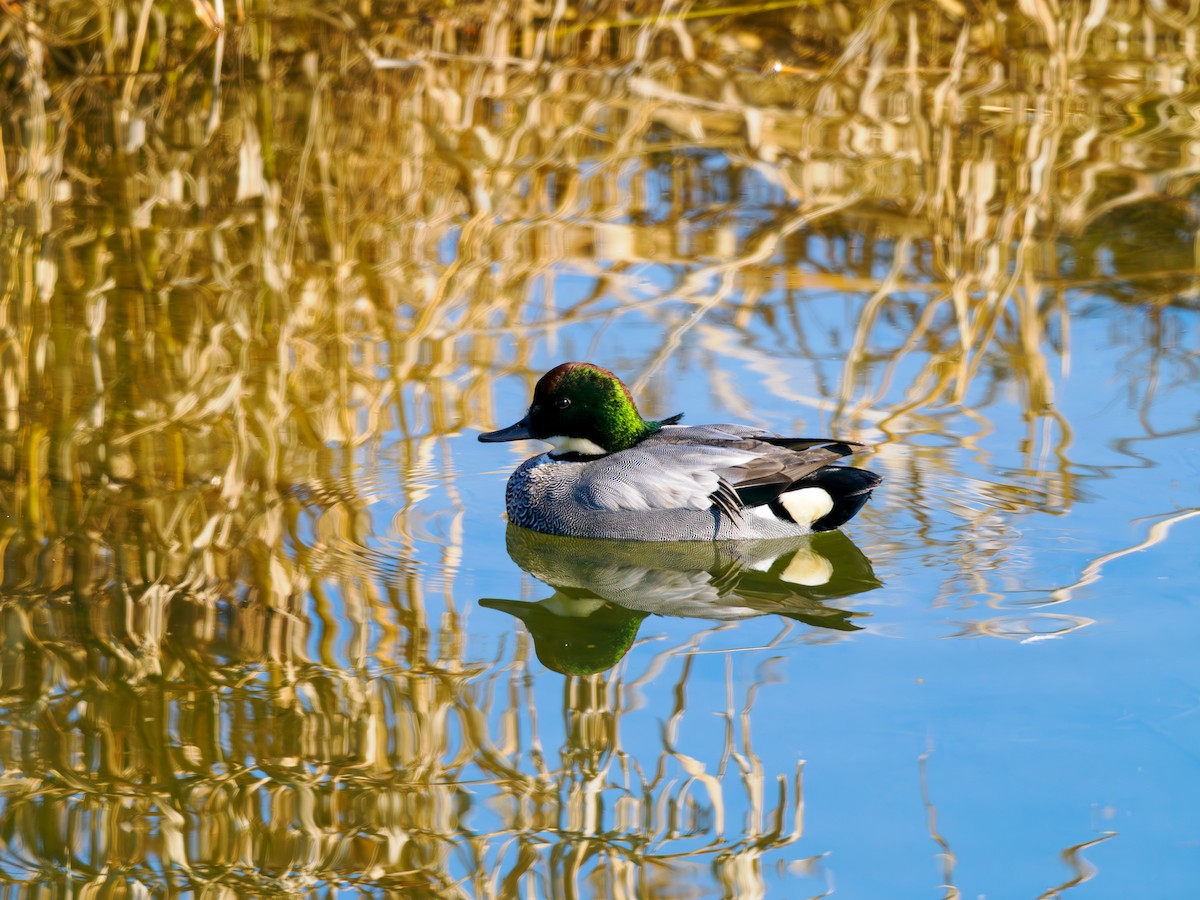 Falcated Duck - ML647747585