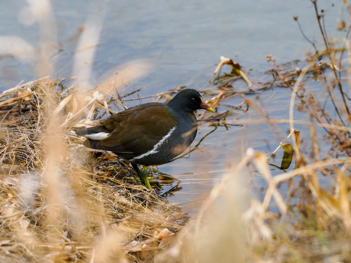 Eurasian Moorhen - ML647747587