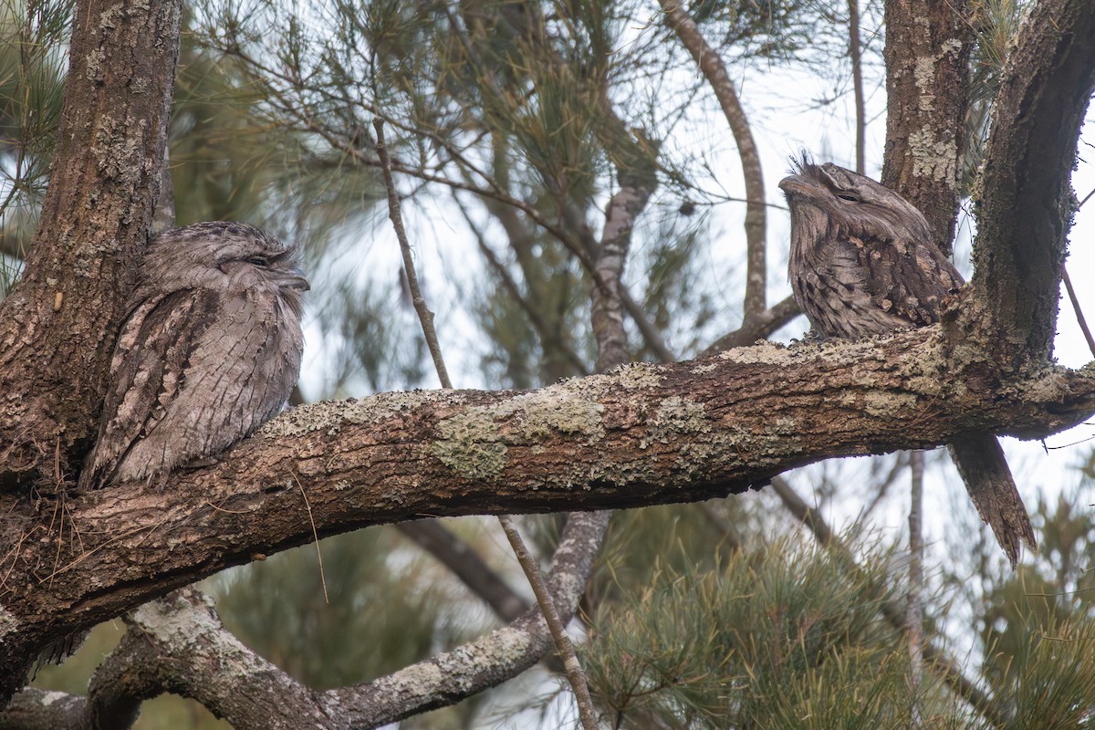 Tawny Frogmouth - ML647747588