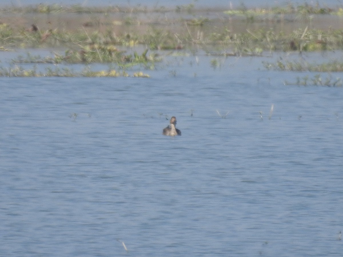 Northern Pintail - ML647747589